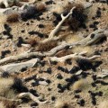 gamers-grass-tiny-tufts-tiny-black-1mm (3).jpg