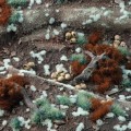 gamers-grass-tiny-tufts-tiny-pale-teal-1mm (2).jpg