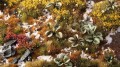 gamers-grass-laser-plants-bugloss (2).jpg