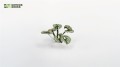 gamers-grass-laser-plants-bugloss (3).jpg