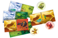 rebel-gra-dla-dzieci-dragomino-asset3.png