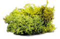 summer-undergrowth-1.PNG