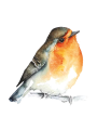 rebel-gra-familijna-laka-ptaki2.png