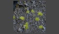 2mm-light-green-tiny-tufts.jpg