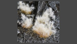Gamer's Grass Spikey Winter (12mm)