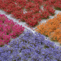 pol_pl_Garden-Flowers-Set-20585_4_jpg.png