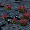 pol_pl_Dark-Purple-Flowers-20584_2.jpg
