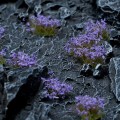 pol_pl_Violet-Flowers-20582_2.jpg