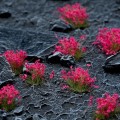 pol_pl_Pink-Flowers-20581_2.jpg