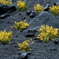 pol_pl_Yellow-Flowers-20588_1.jpg