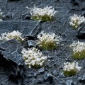 pol_pl_White-Flowers-20587_2.jpg