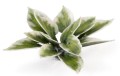 plantain-lily_1600x900.jpg
