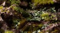 diorama_plantain-lily_1600x900.jpg