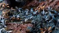 diorama_alien-fern_1600x900.jpg