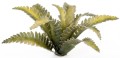deer-fern-2_1600x900.jpg