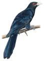 rebel-dodatek-na-skrzydlach-ptaki-azji-asset-ptak.png