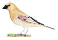 rebel-dodatek-na-skrzydlach-ptaki-azji-asset-ptak2.png