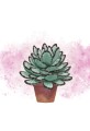 doniczki-grafika-4.jpg