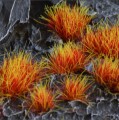 Gamers-grass-alien-fire-tuft-6mma.jpg