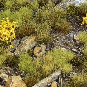 Gamer's Grass Highland Tuft Wild Set