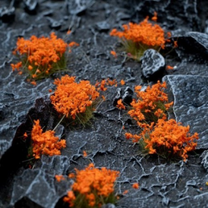 Gamer's Grass Orange Flowers Wild