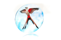 Wingspan-tokens-5.png
