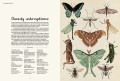 animalium_1.jpg