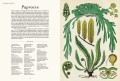 botanicum_1.jpg