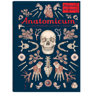 Anatomicum. Muzeum Anatomii