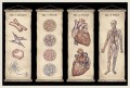 anatomicum_1.jpg