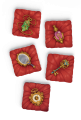 rebel-gra-rodzinna-korona-wladzy-asset2.png