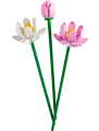 40647.webp