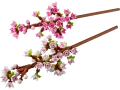 40725.webp