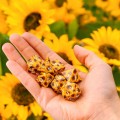 5907699497942-SWSPSUNF-full-art-dice-set-sunflower4.jpg