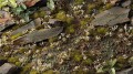 gamers-grass-white-lily-tiny-flowers (1).jpg
