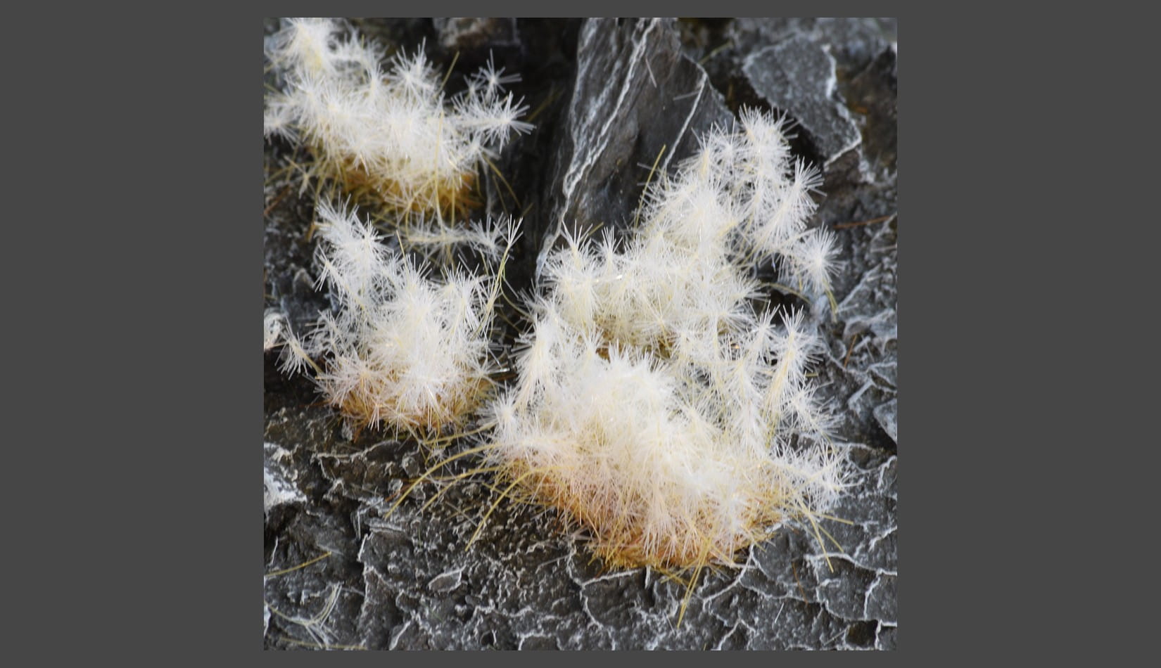 Gamer's Grass Spikey Winter (12mm)