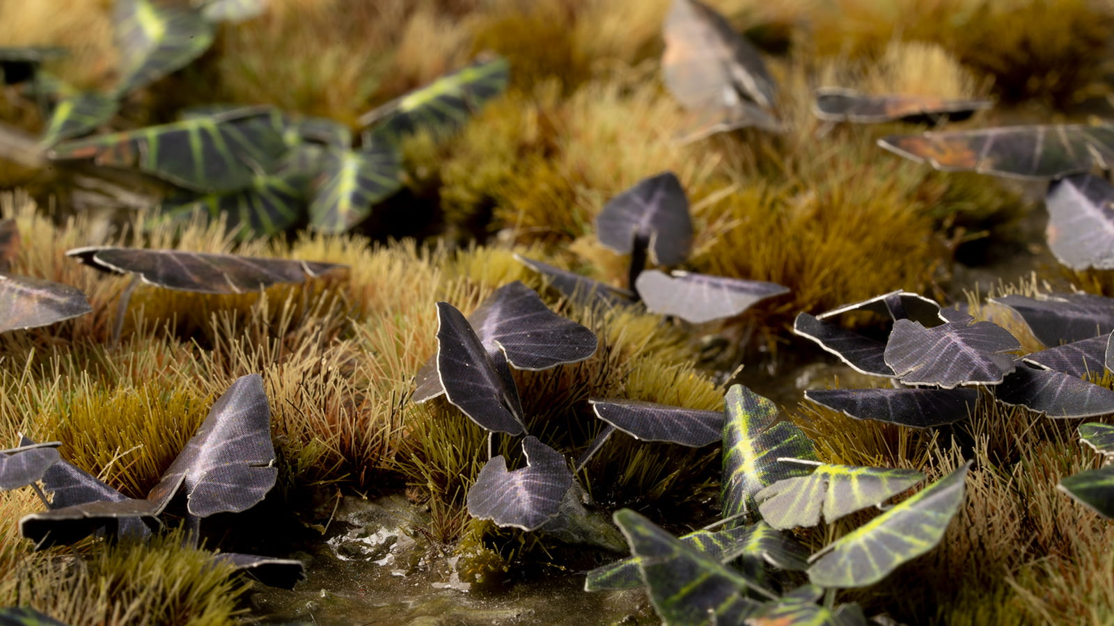 Gamer's Grass: Laser Plants - Black Magic Taro (Kolokazja Black Magic)